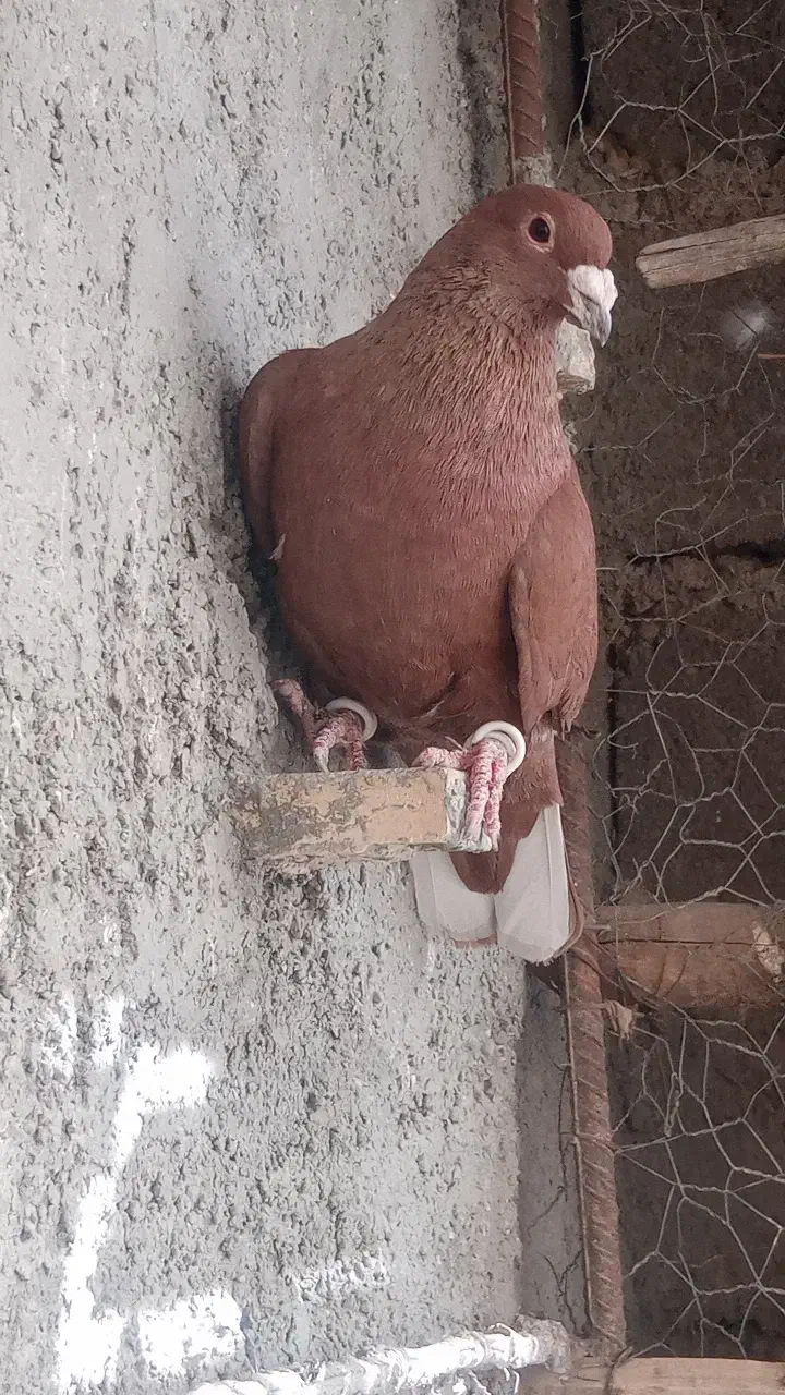 سرخ کرمانی|پرنده|نهبندان, |دیوار