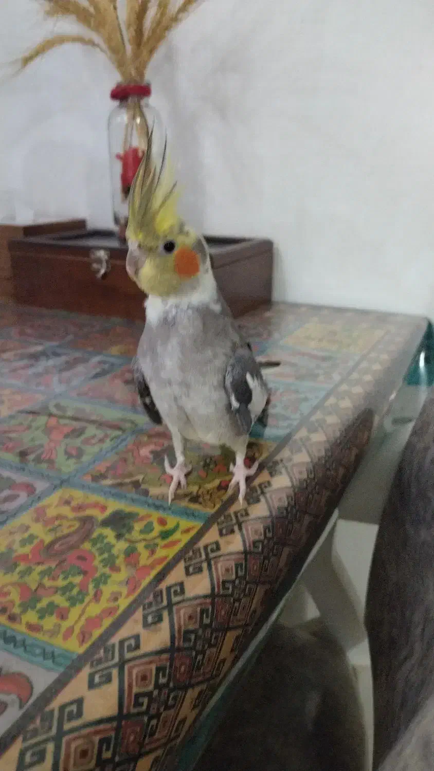 عروس هلندی نر ،زرنگ ،خوش صدا|پرنده|نوکنده, |دیوار