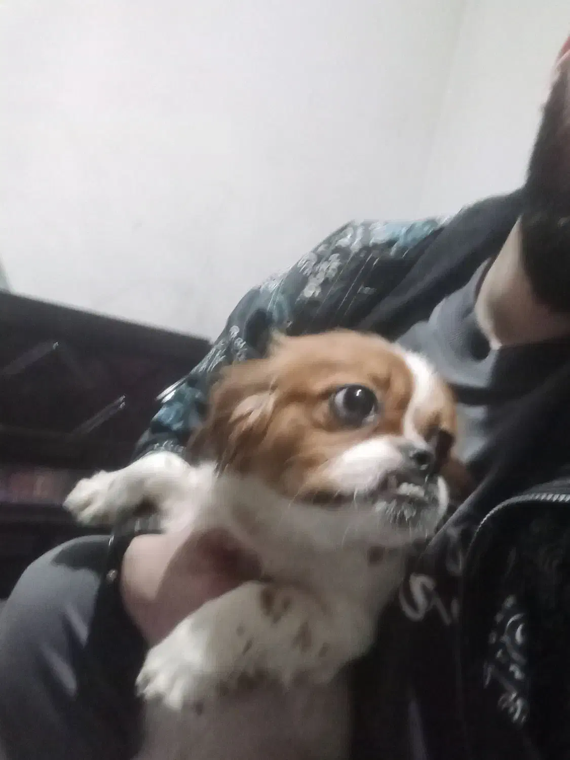 پیکینز|سگ|ارومیه, |دیوار