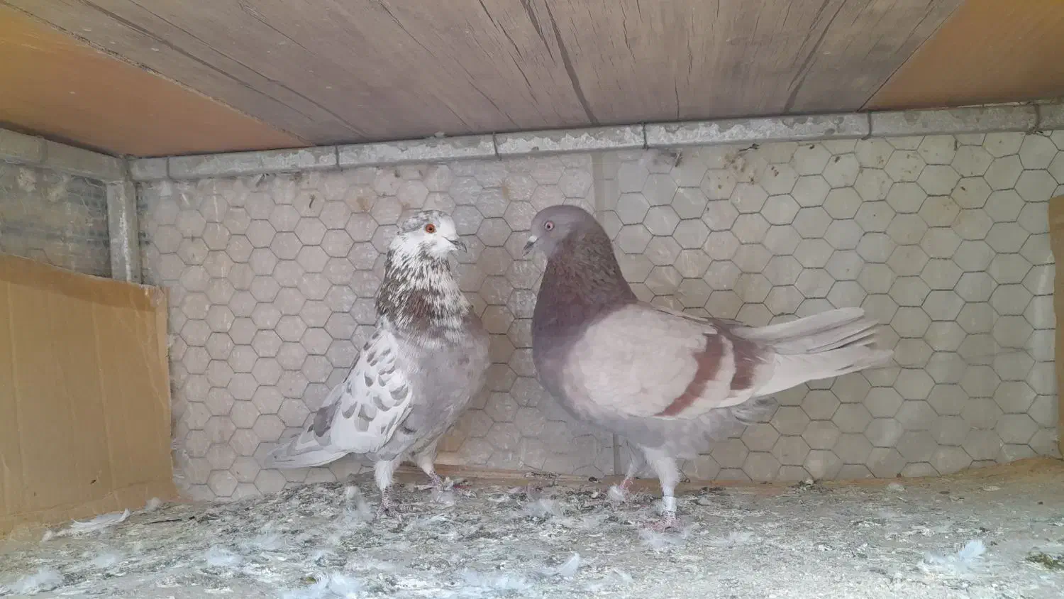 جفت کبوترپیس وقلمکاربپروبازیکن بامفلق هاشون|پرنده|شاهین‌شهر, حاجی آباد|دیوار