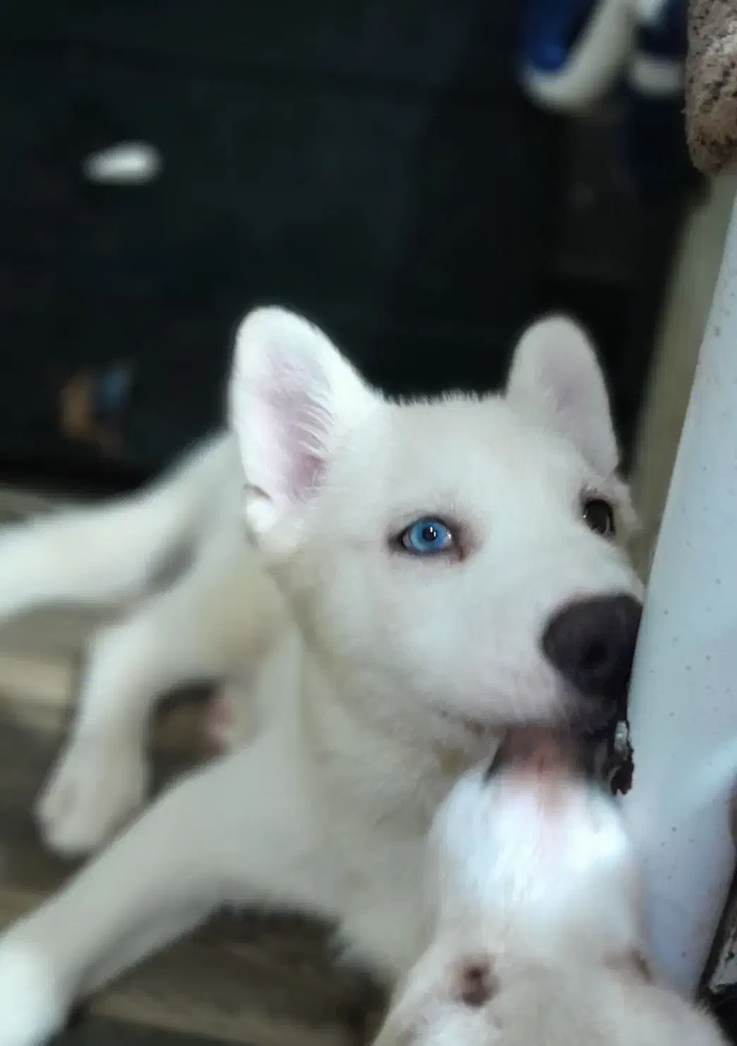 هاسگی سه ماهه|سگ|آستارا, |دیوار