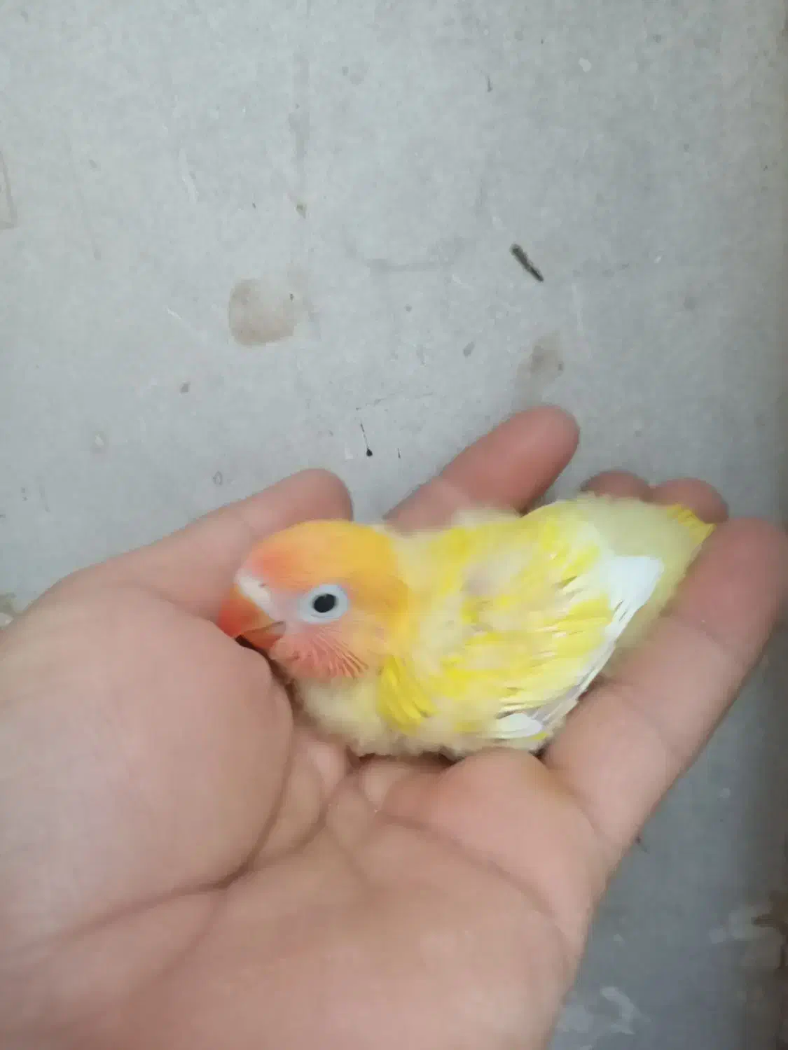 جوجه کوتوله برزیلی|پرنده|برخوار, |دیوار