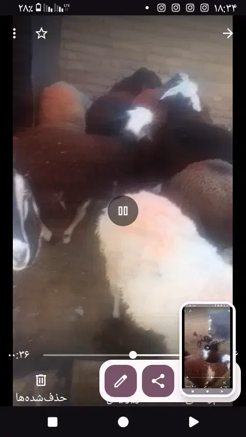 حیوانات مزرعه|حیوانات مزرعه|سلامی, |دیوار