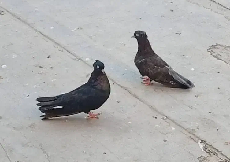 مرغ محلی ریشی|پرنده|بوشهر, |دیوار