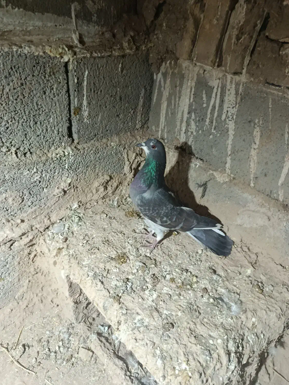 کبوتر|پرنده|سبزوار, باهنر|دیوار