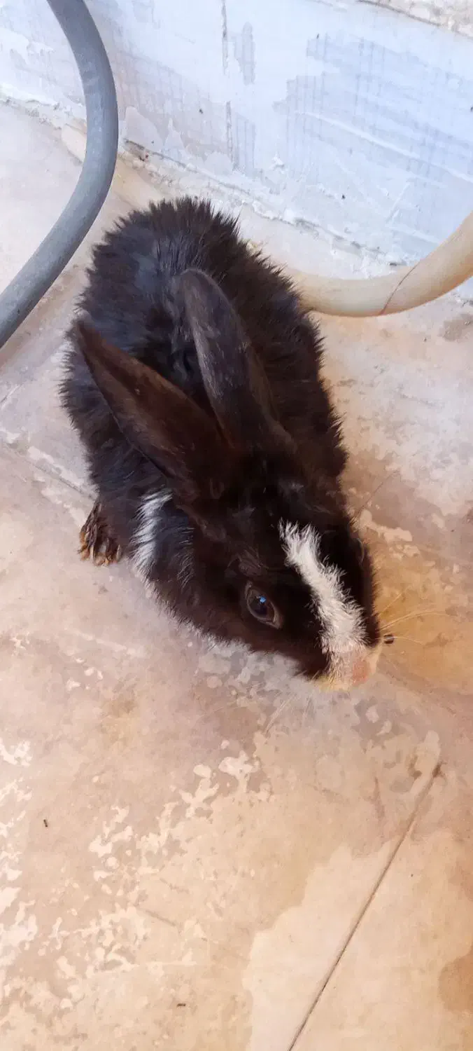 خرگوش مشکی سالم|موش و خرگوش|پرند, فاز ۵|دیوار