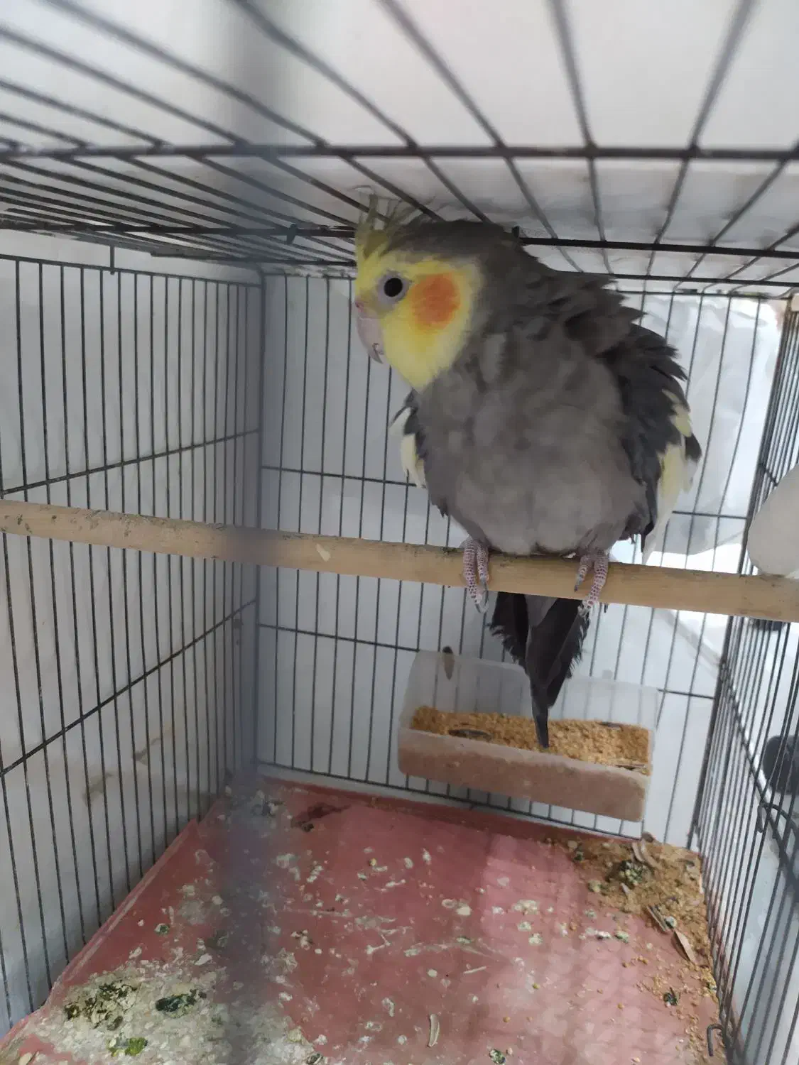 عروس هلندی خاکستری نر|پرنده|خورموج, |دیوار