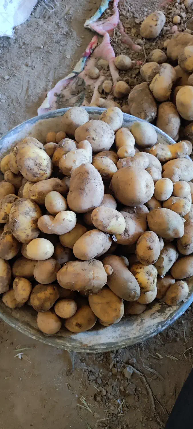 سیبزمینی کاملا ارگانیک|خوردنی و آشامیدنی|کامیاران, |دیوار