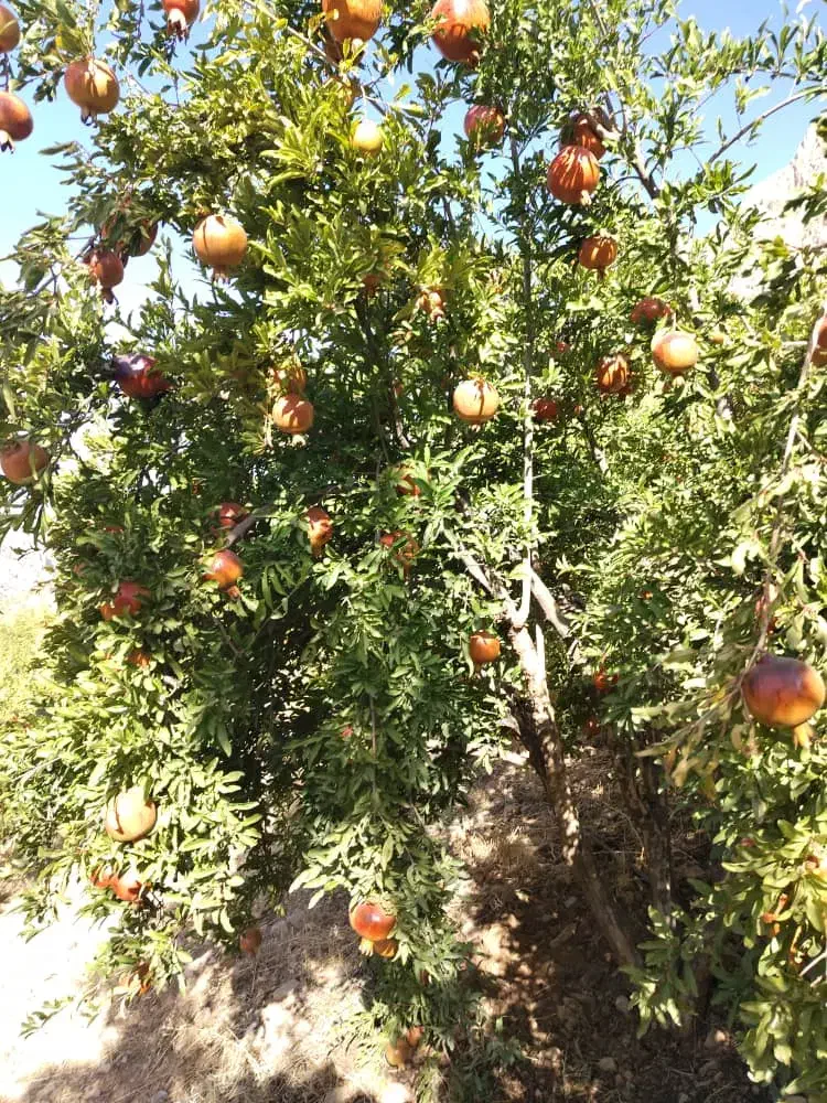 اجاره باغ انار|اجارهٔ کوتاه‌مدت ویلا و باغ|اورامان, |دیوار