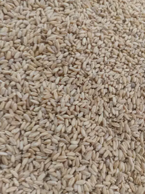 فروش گندم قرمز دیمه|خدمات باغبانی و درختکاری|ملک‌آباد, |دیوار