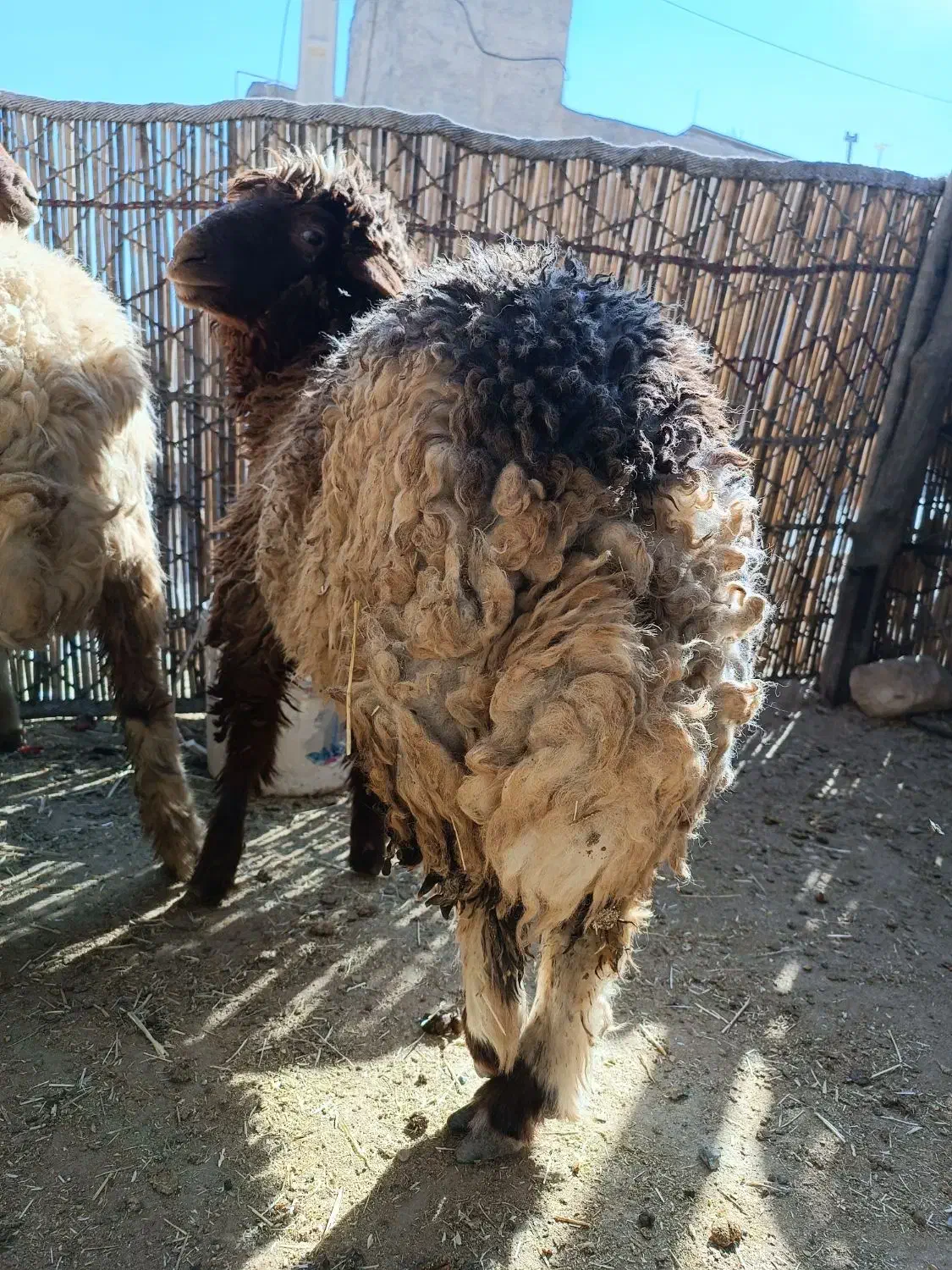 بره|حیوانات مزرعه|سیوان, |دیوار