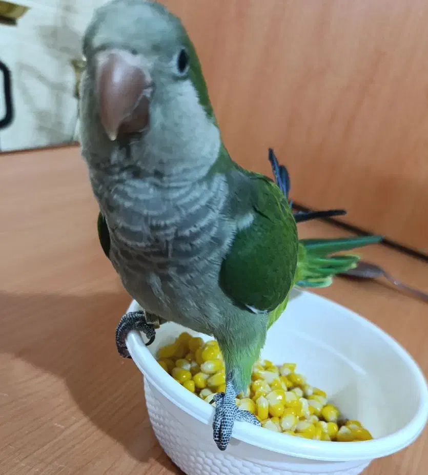 راهب سبر سخنگو|پرنده|اردبیل, |دیوار