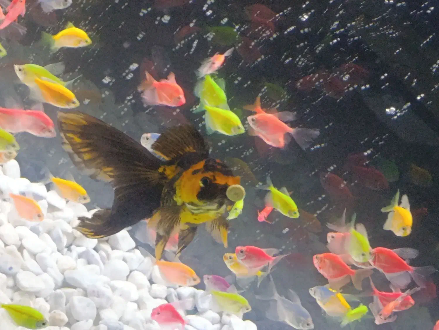 ماهی گلدفیش|ماهی|مبارکه, |دیوار