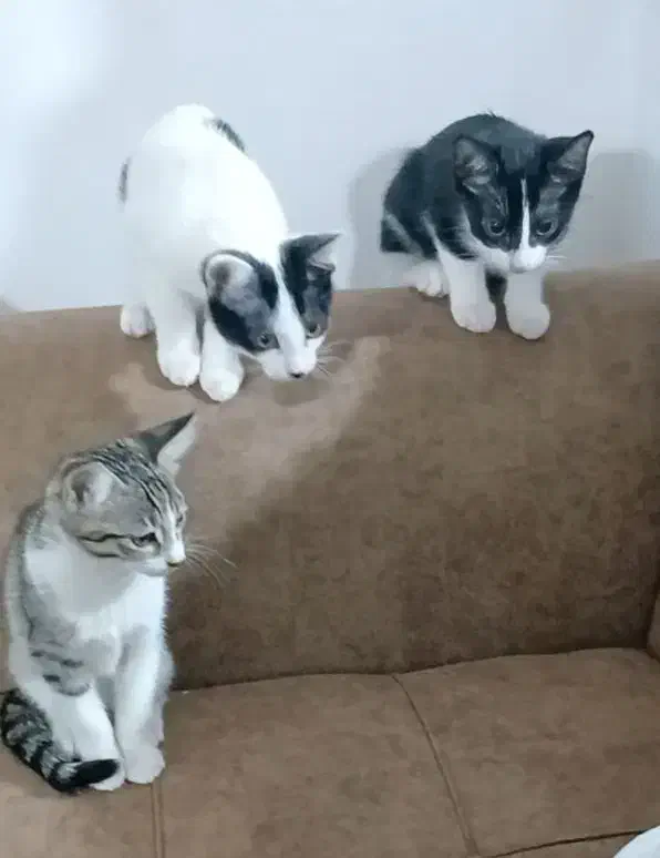 گربه خشکل خونگی ....سالم و بازیگوش و دوست داشتنی|گربه|تالش, هشتپر|دیوار