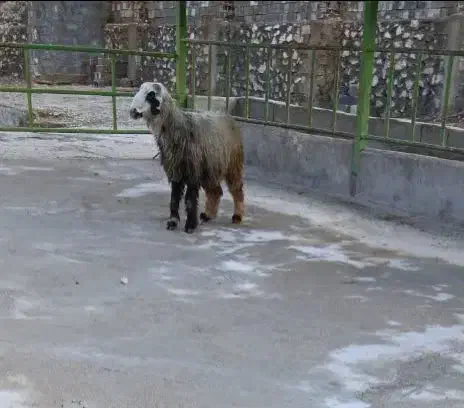 غوچ.میش.بز.بره|حیوانات مزرعه|شیراز, درکی|دیوار