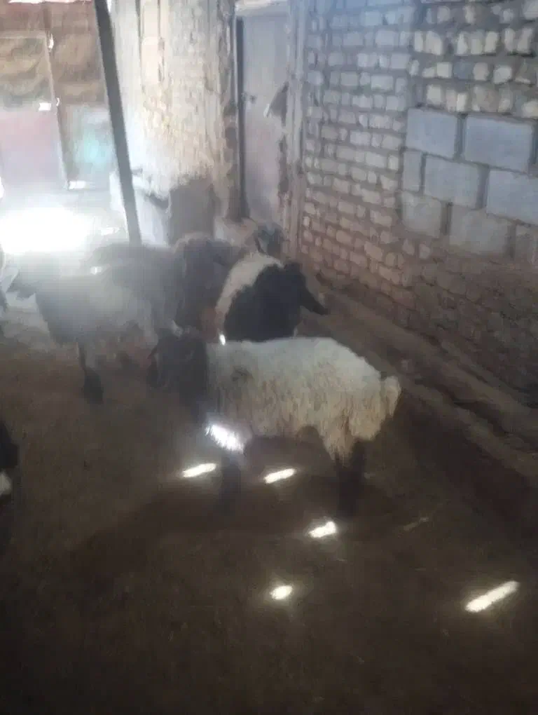 فروش ۴ راس بره سبک|حیوانات مزرعه|همایجان, |دیوار