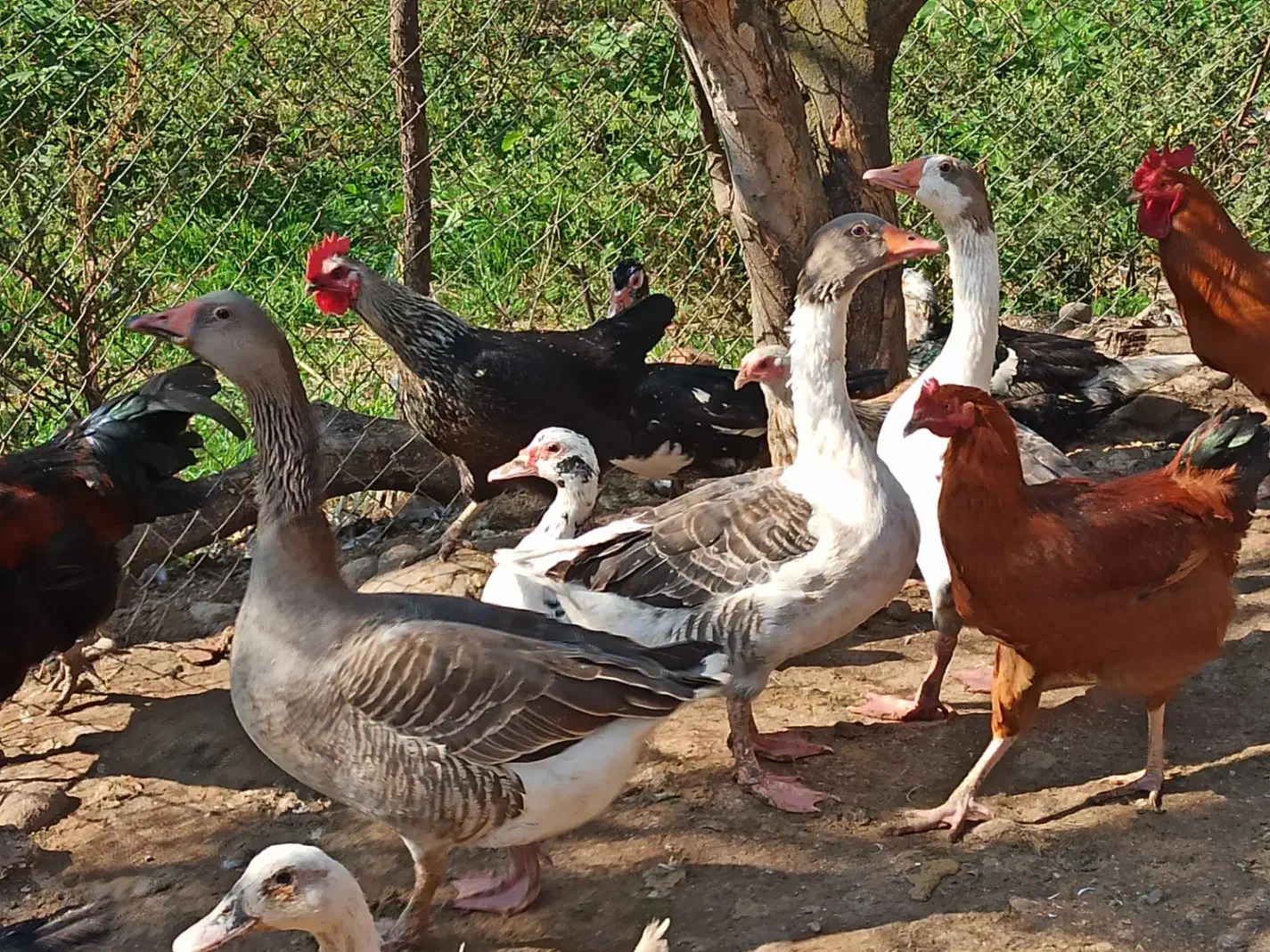 اردک خروس غاز|حیوانات مزرعه|قائم‌شهر, |دیوار