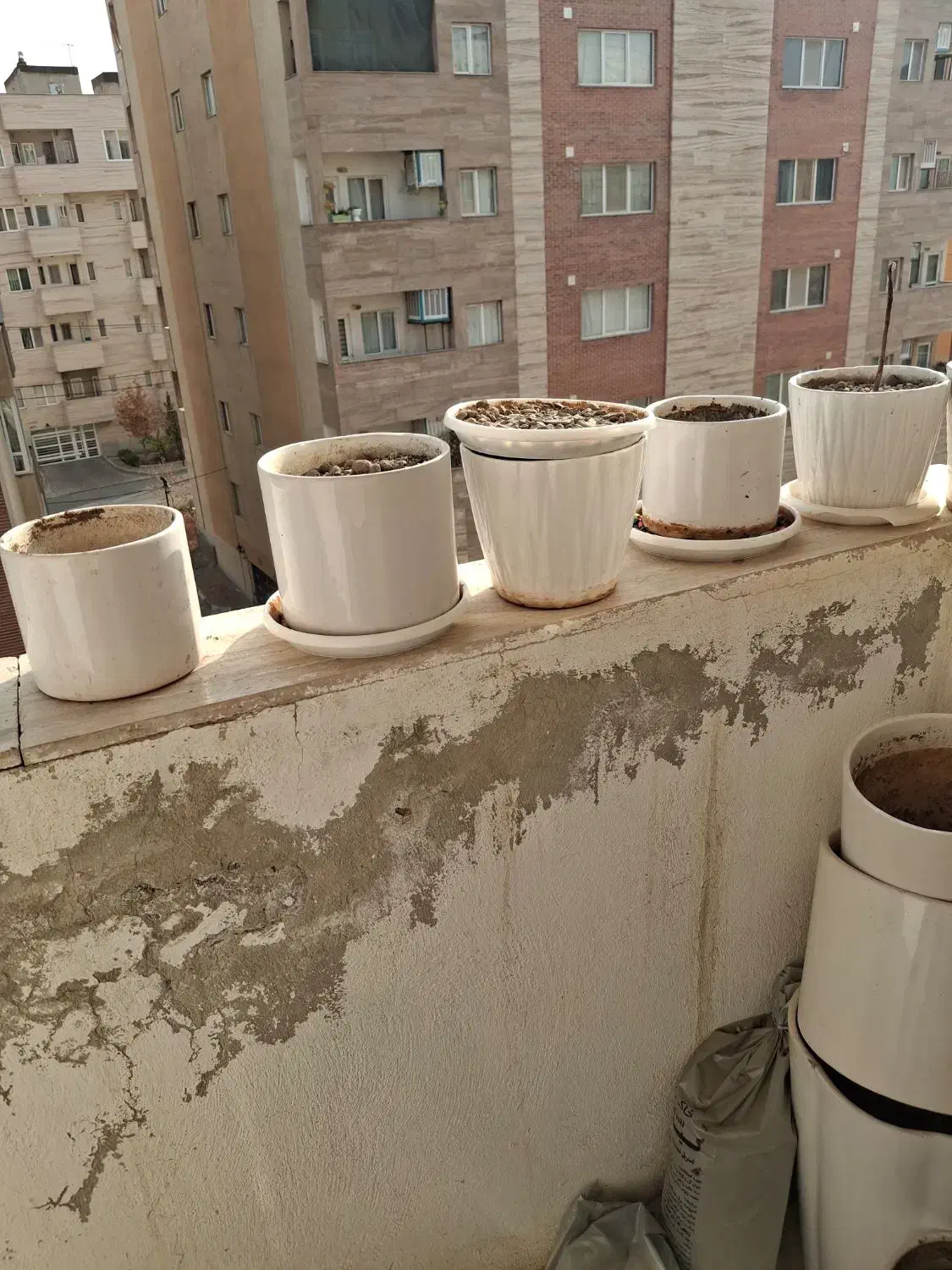 گلدان سرامیکی|گل و گیاه طبیعی|طرقبه, |دیوار