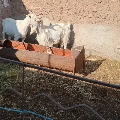 فروش دام|حیوانات مزرعه|باشتین, |دیوار