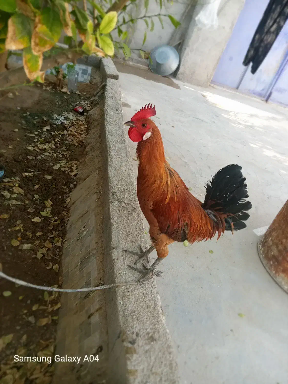 باسلام خروس محلی|حیوانات مزرعه|بندر گناوه, |دیوار