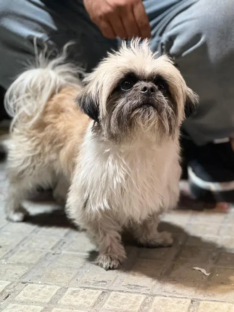 گمشده|سگ|اصفهان, خانه اصفهان|دیوار