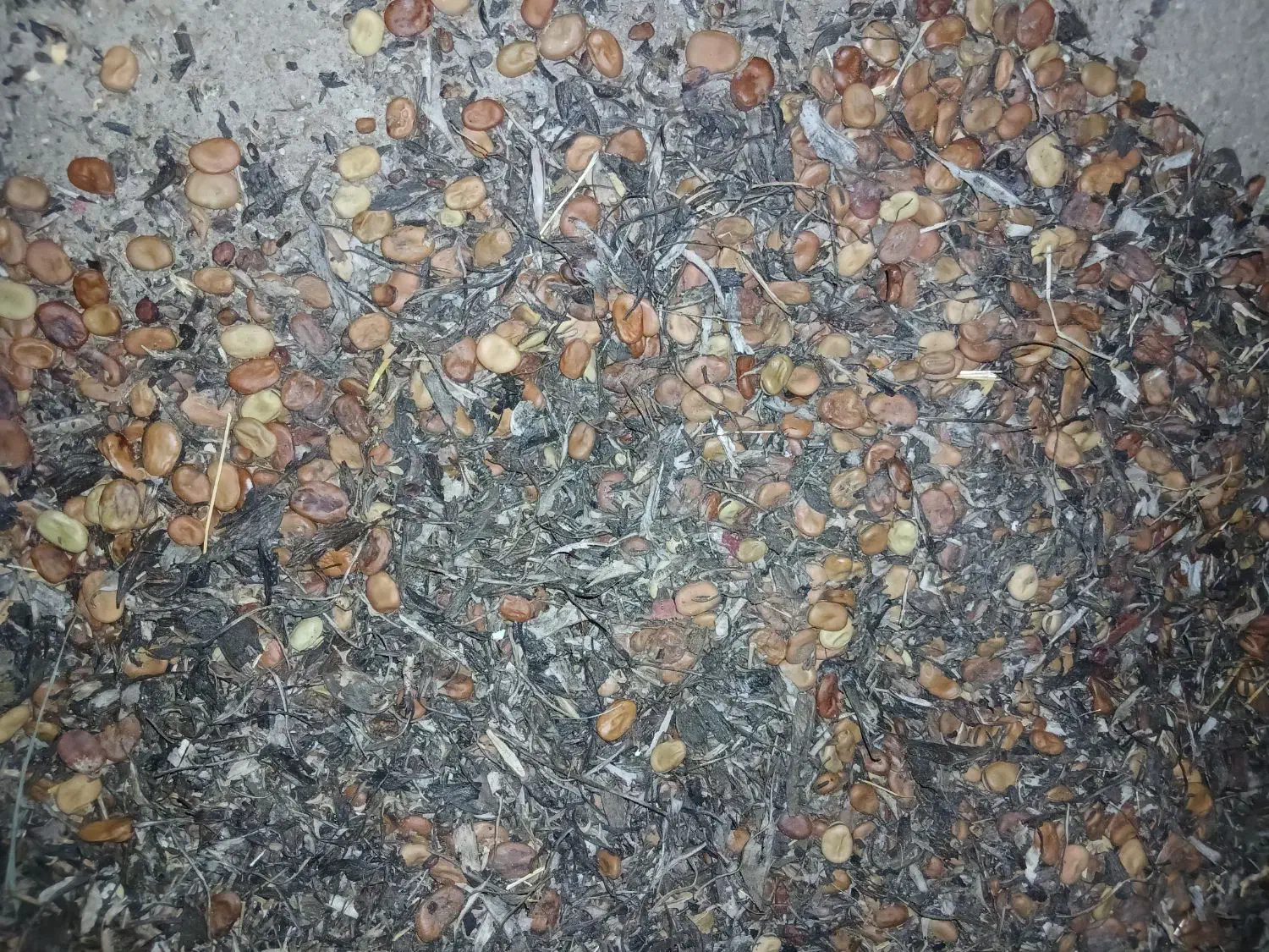 باقالا|گل و گیاه طبیعی|فاضل آباد, |دیوار