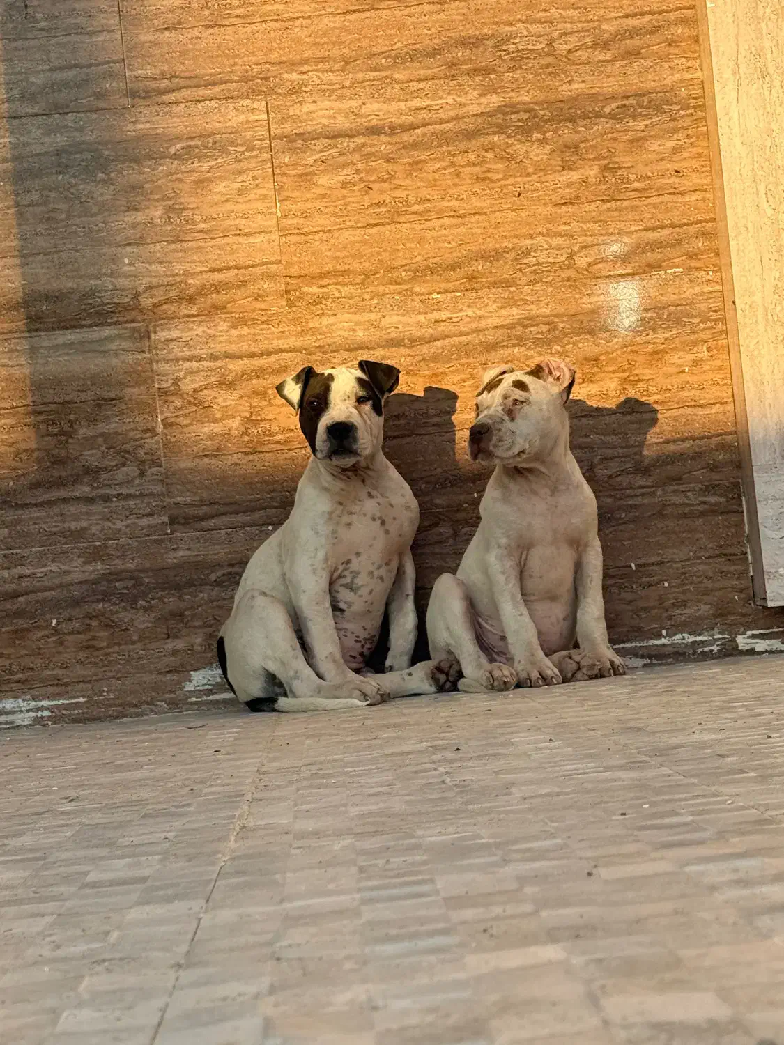 پیتبول بسیار اصیل|سگ|تهران, چهارصد دستگاه|دیوار