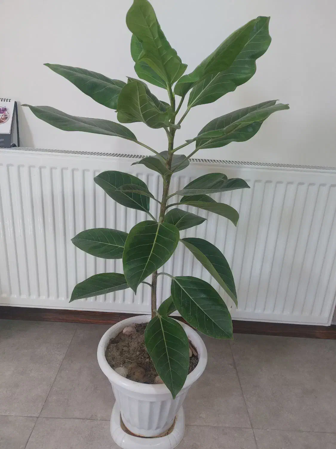 گل طبیعی|گل و گیاه طبیعی|شهریار, شهریار|دیوار