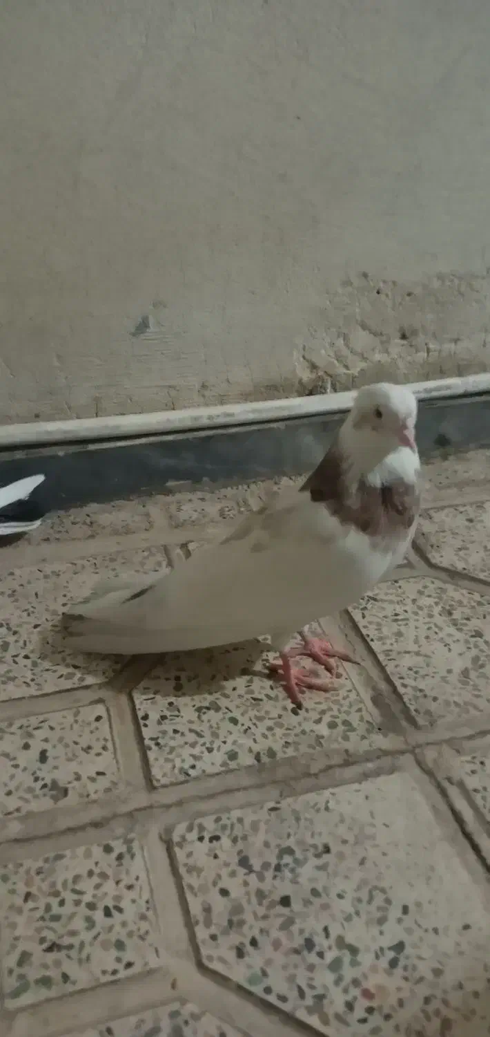 کفترطوقی|پرنده|قم, بلوار امین و ساحلی|دیوار