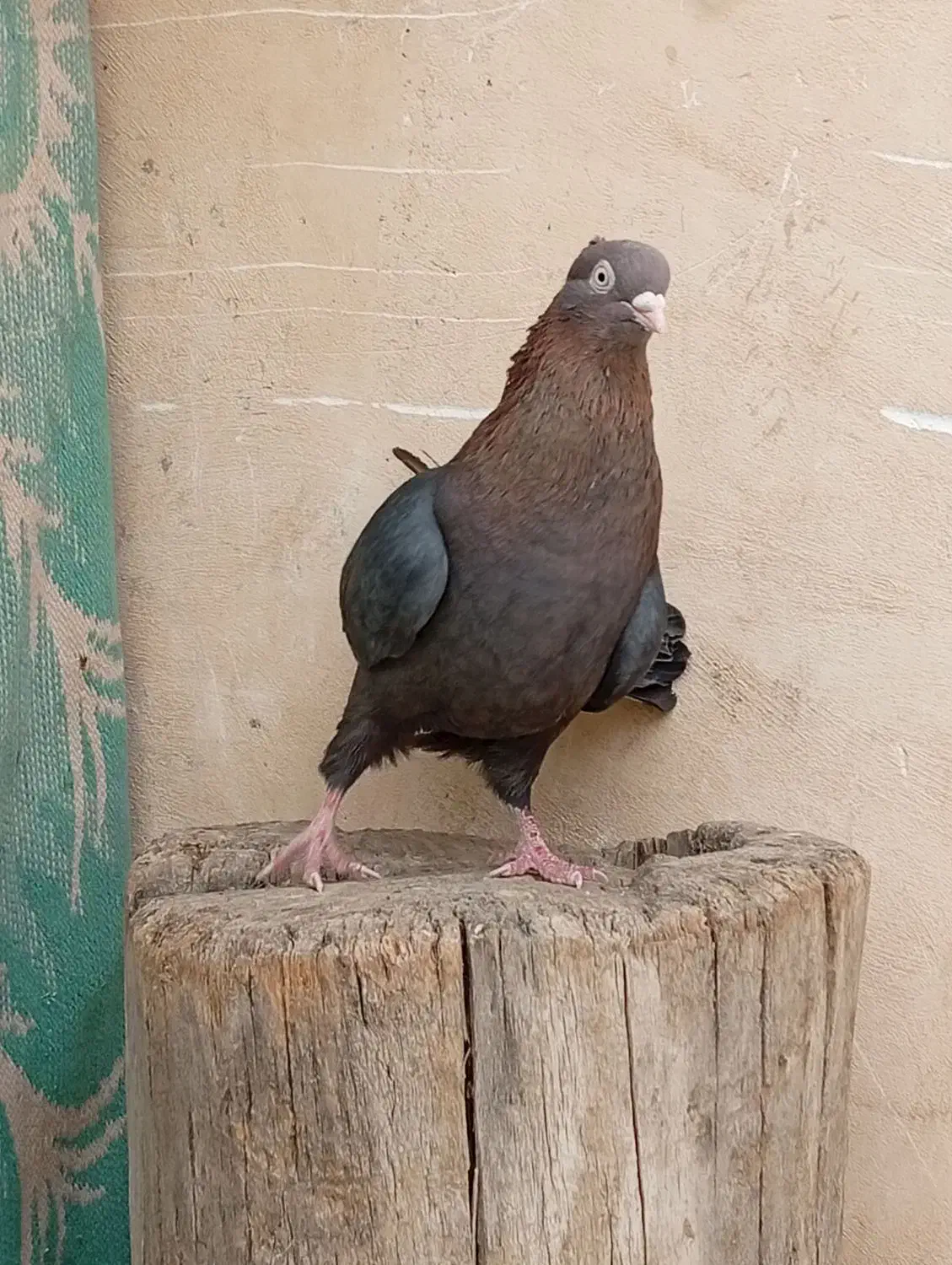 کبوتر سرکه ای چشم و نوک سفید|پرنده|باغ بهادران, |دیوار