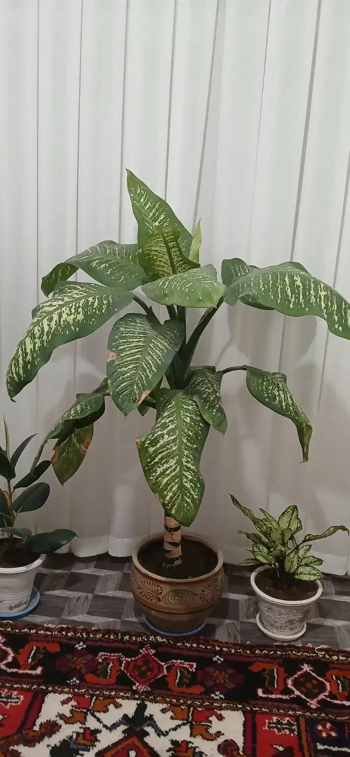 گل دیفن|گل و گیاه طبیعی|اسکو, |دیوار