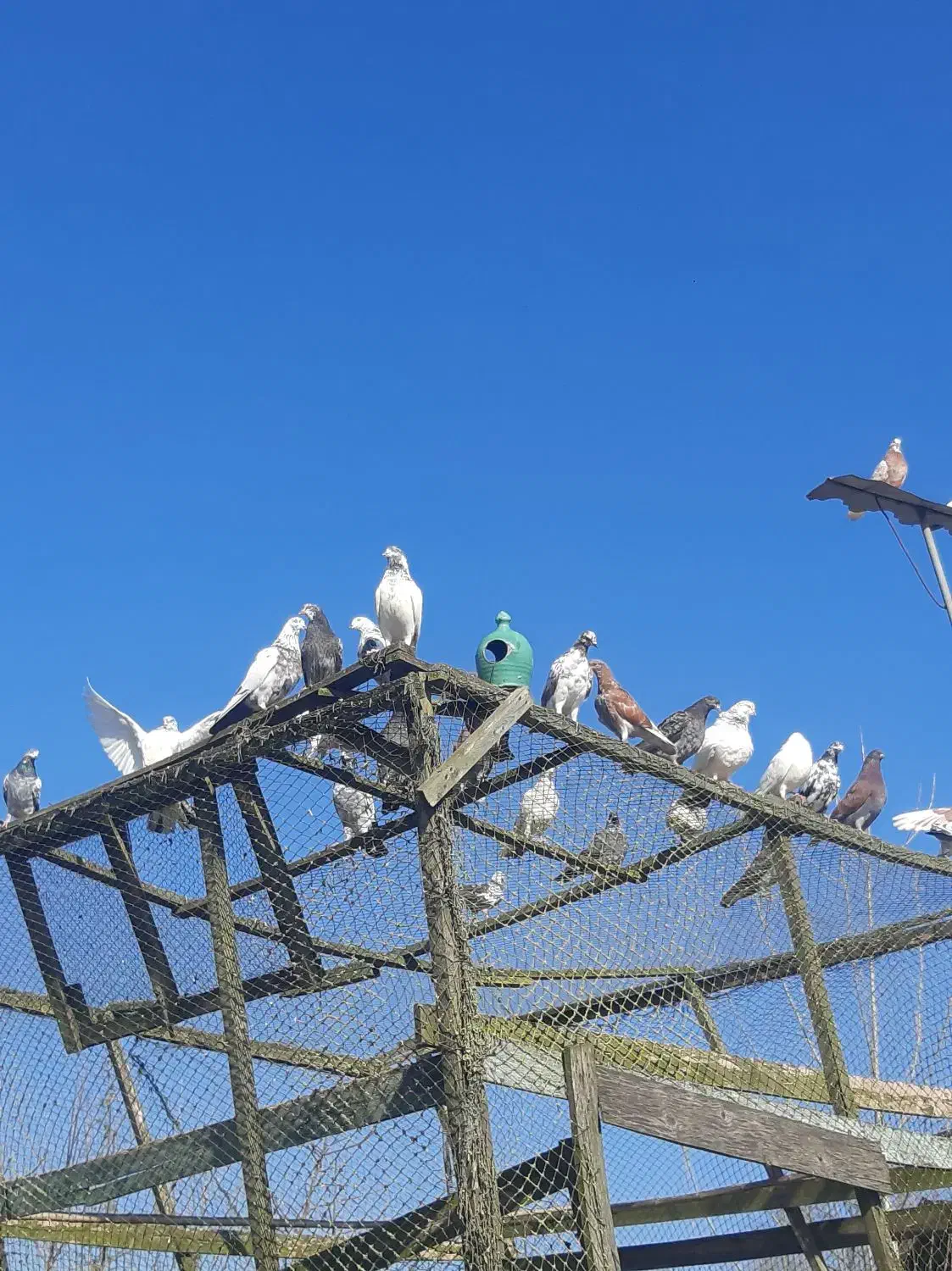 کبوتر پرشی|پرنده|لشت نشا, |دیوار