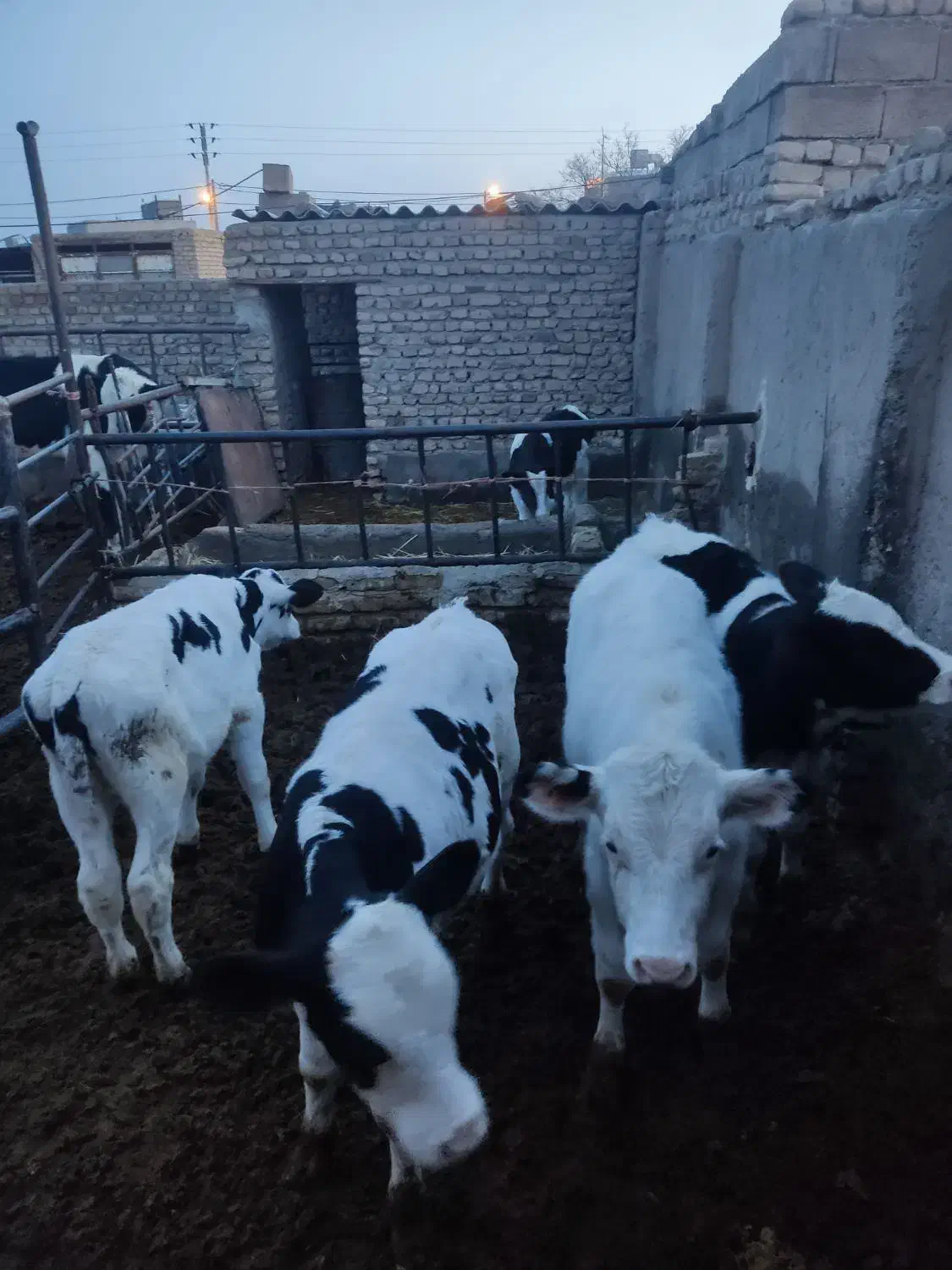 گوساله نر باخرز|حیوانات مزرعه|تربت جام, میان جام|دیوار