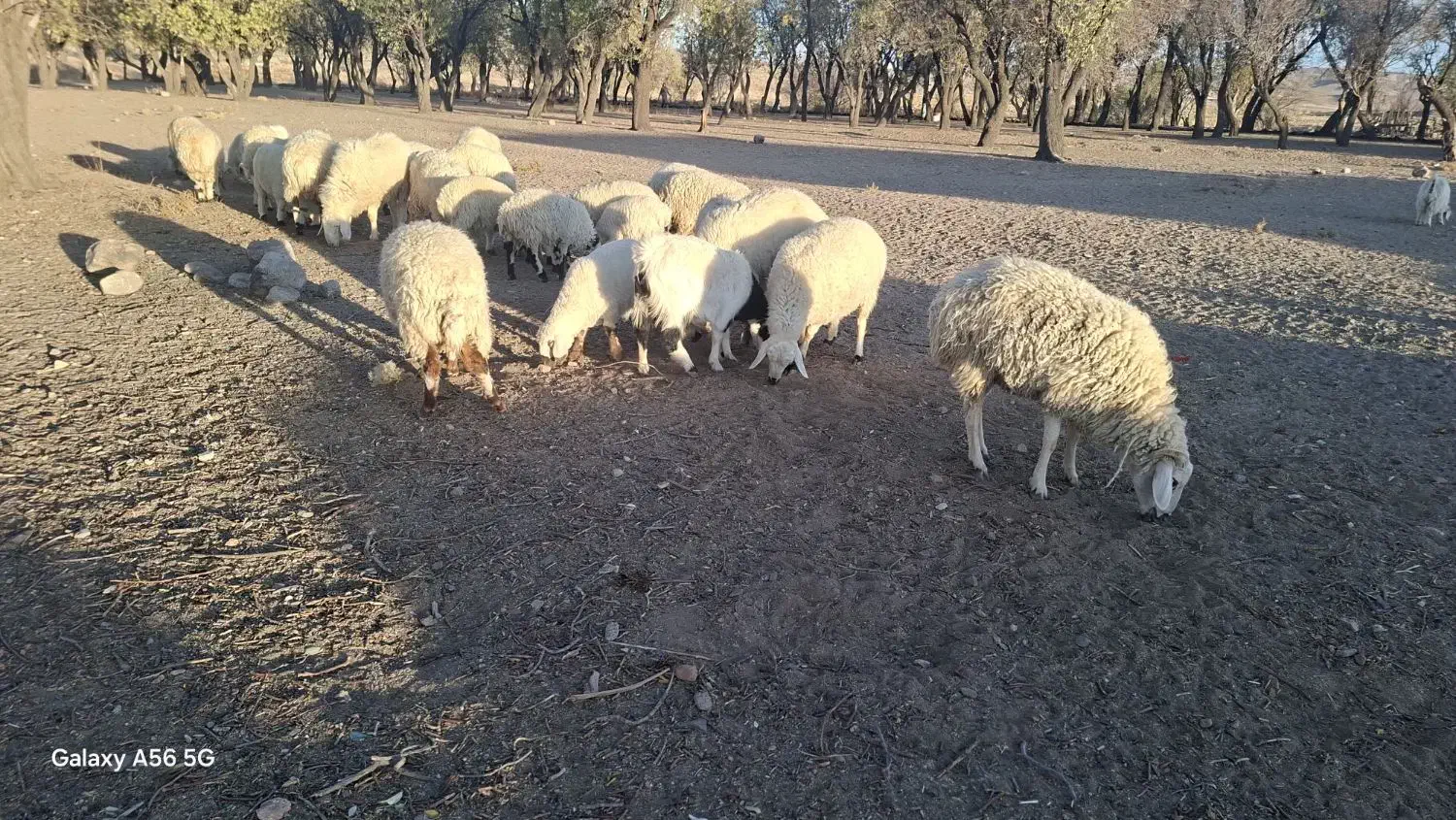 بره فروشی|حیوانات مزرعه|سیرجان, |دیوار