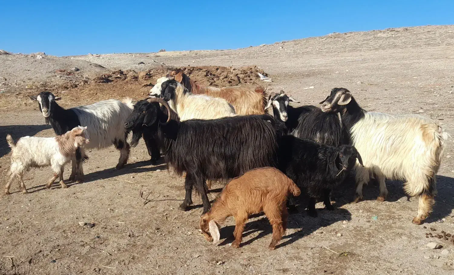 ۷ عدد بز بچه دار برای دامازدیخ|حیوانات مزرعه|اردبیل, |دیوار