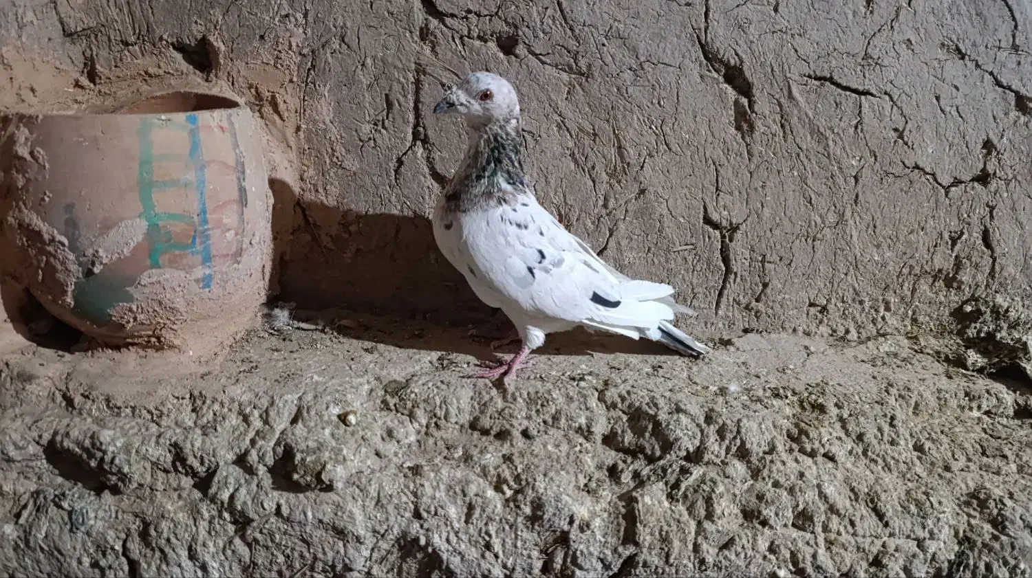 کبوتر هفت رنگ|پرنده|جوین, |دیوار