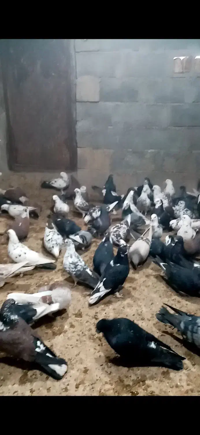 کبوتر|پرنده|سیرجان, |دیوار