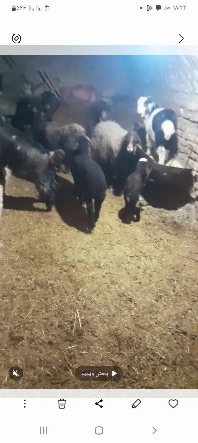 میش|حیوانات مزرعه|فریدونشهر, |دیوار