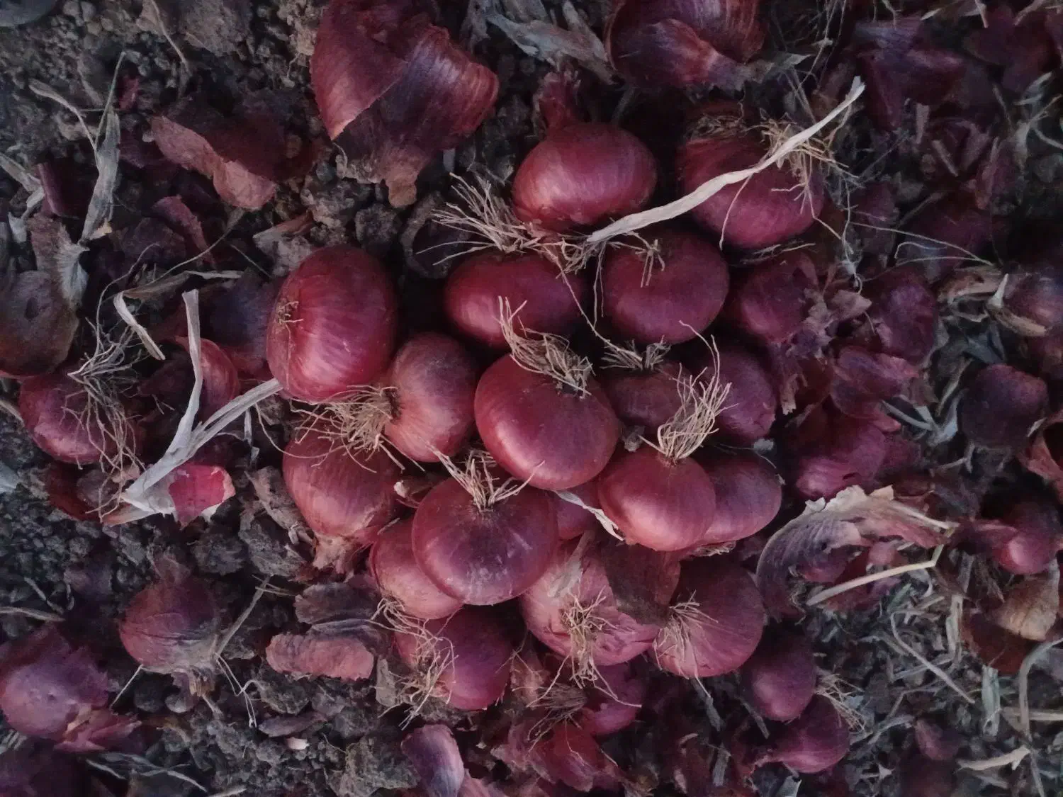 پیاز|خوردنی و آشامیدنی|بیلوار, |دیوار