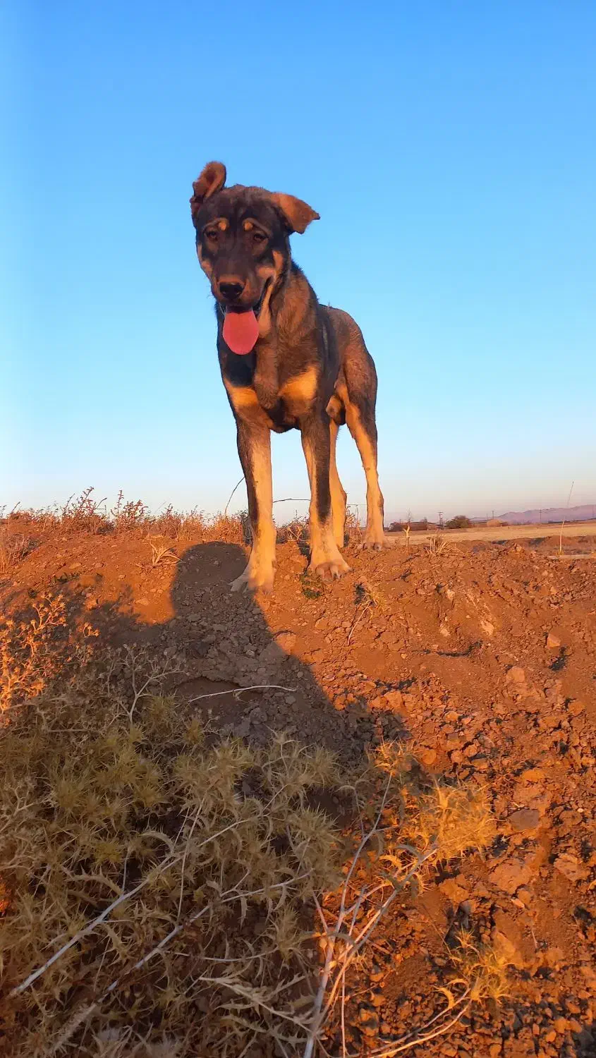 یک جفت توله عراقی ۹ماهه همه چیز تموم|سگ|کمیجان, |دیوار