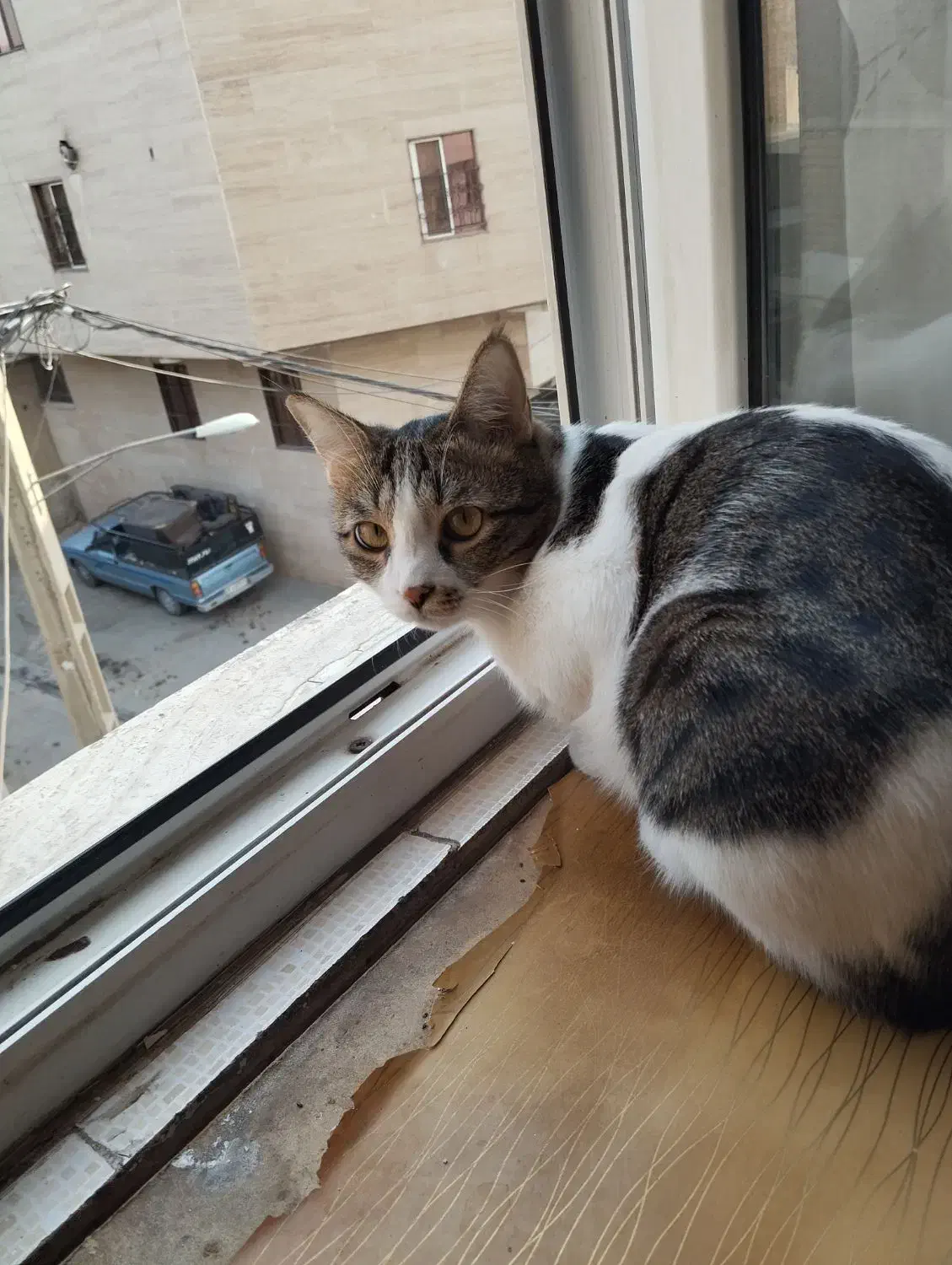 واگذاری گربه رایگان|گربه|شهریار, شهریار|دیوار