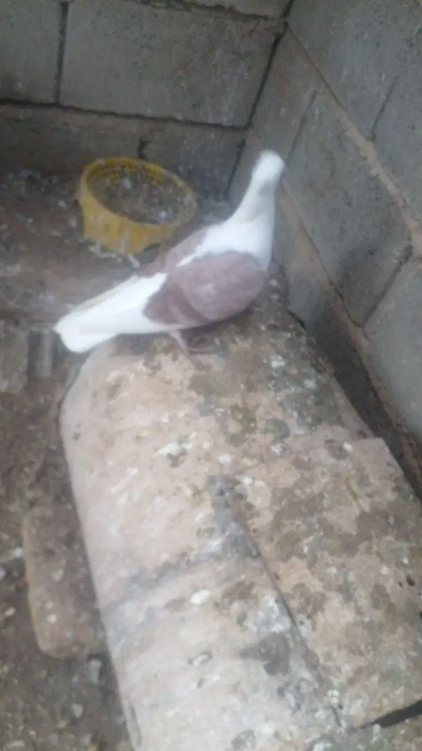 فروش کبوتر|پرنده|نی‌ریز, |دیوار