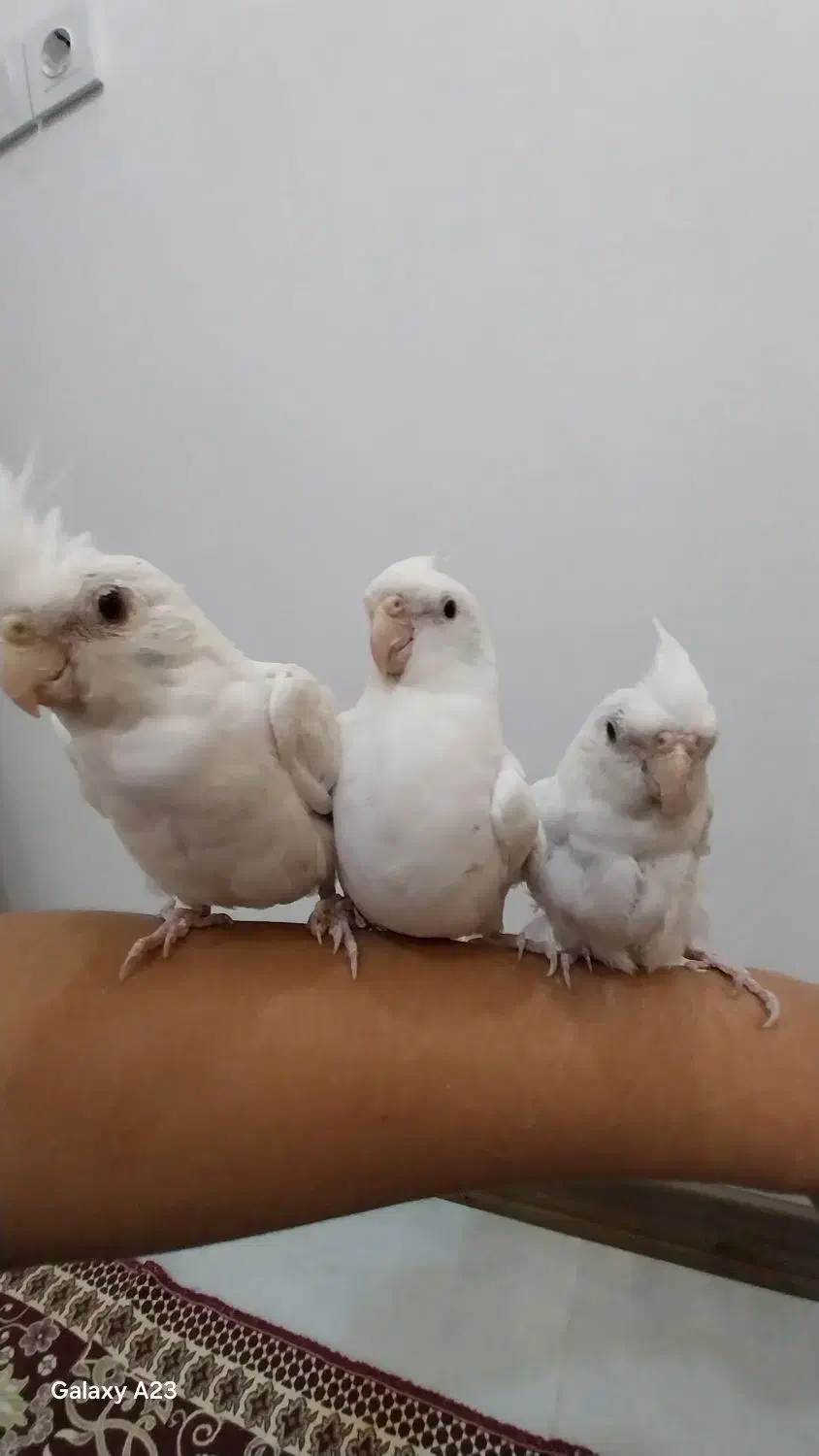 عروس هلندی آلبینو سخنگو|پرنده|الوند, |دیوار