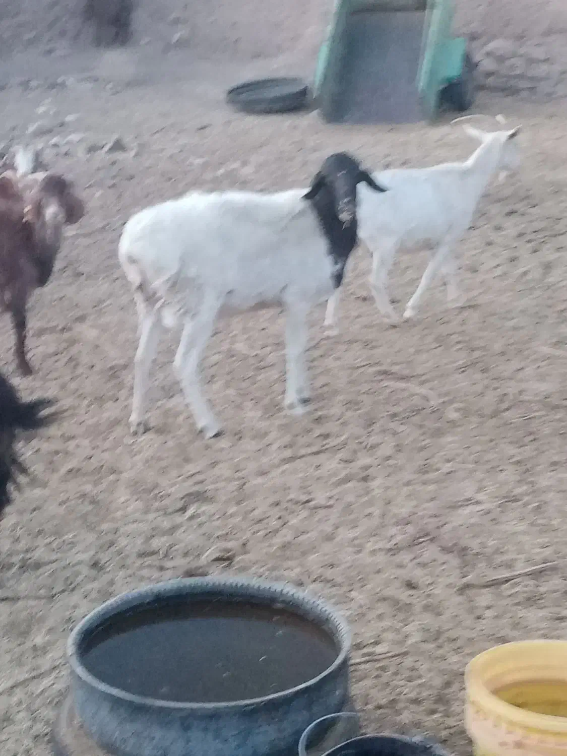 فروش شیشک قوچی و بز|حیوانات مزرعه|سرایان, |دیوار