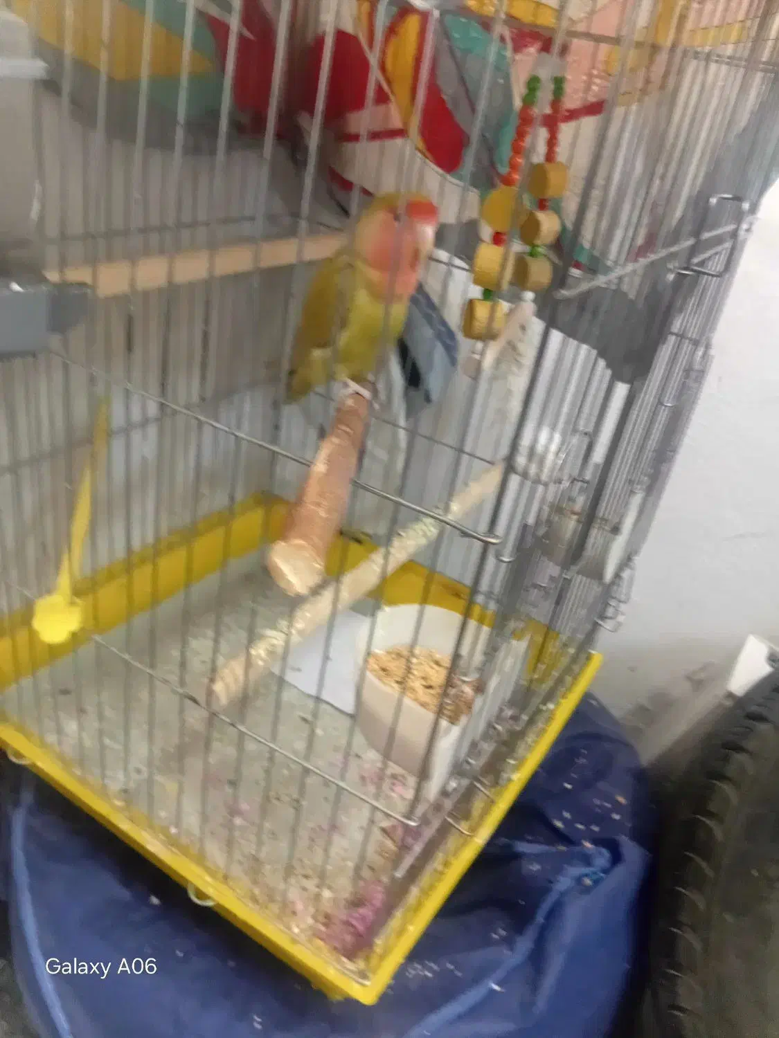 پرنده|پرنده|نهاوند, |دیوار