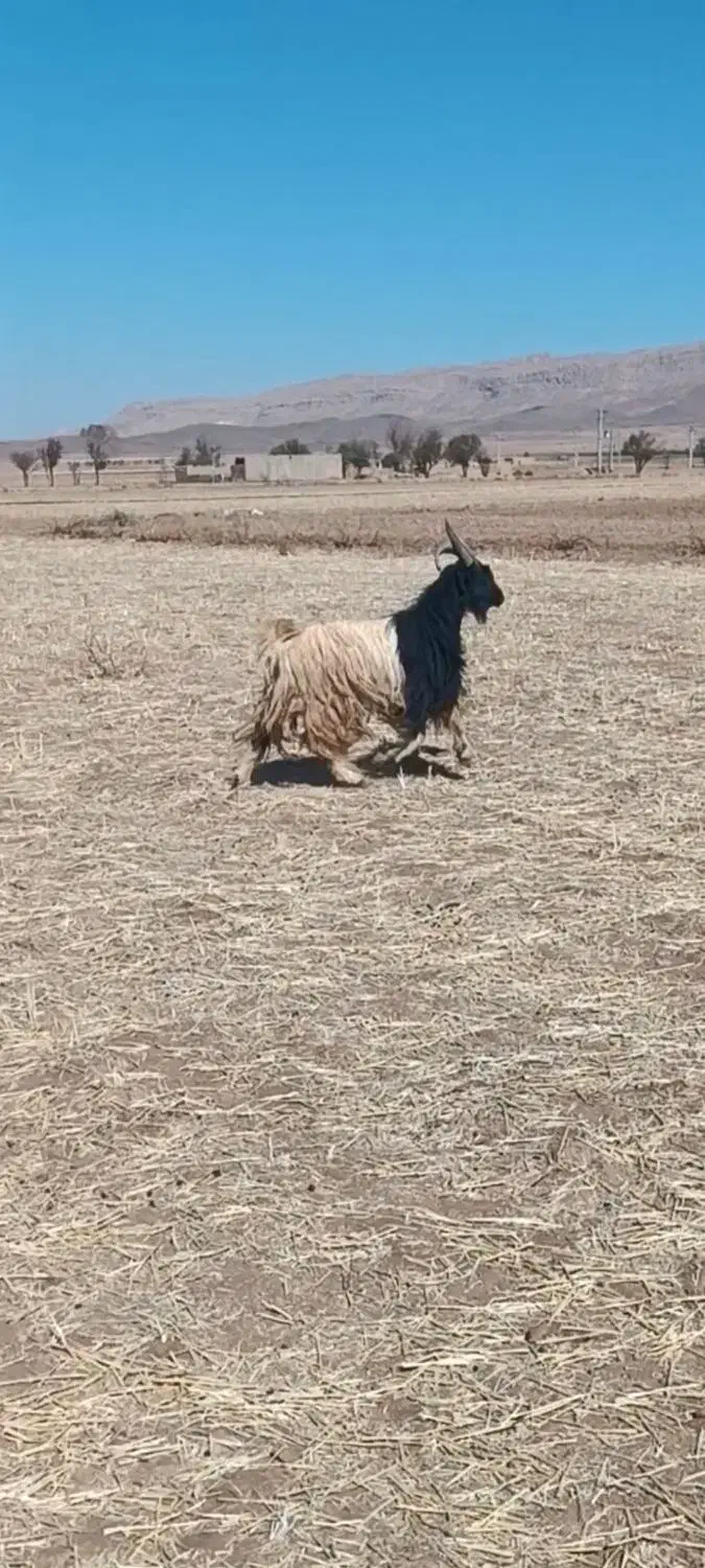 دوبر۴سال فروشی|حیوانات مزرعه|خنجین, |دیوار