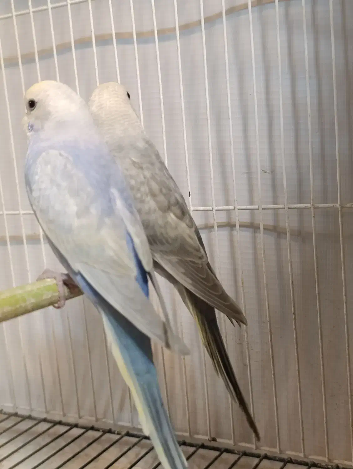 سه جفت مرغ عشق رینبو|پرنده|تربت جام, مطهری|دیوار