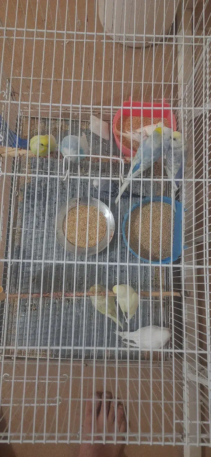 مرغ عشق|پرنده|نیشابور, محله میدان باغات|دیوار