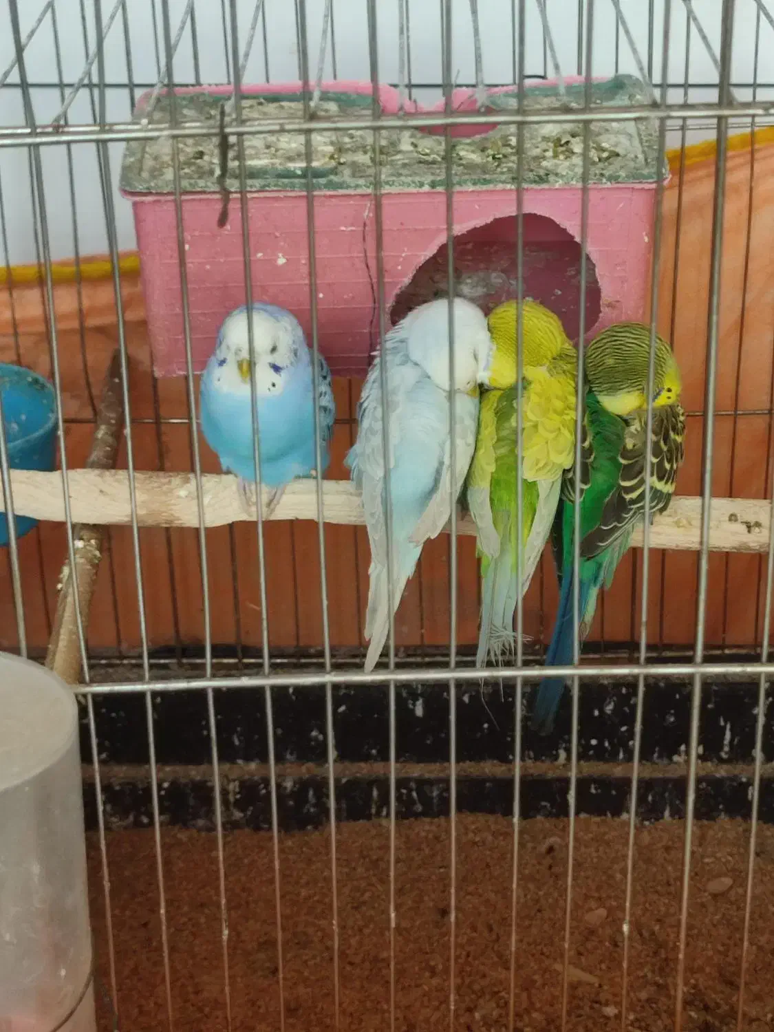 مرغ عشق|پرنده|الوند, |دیوار