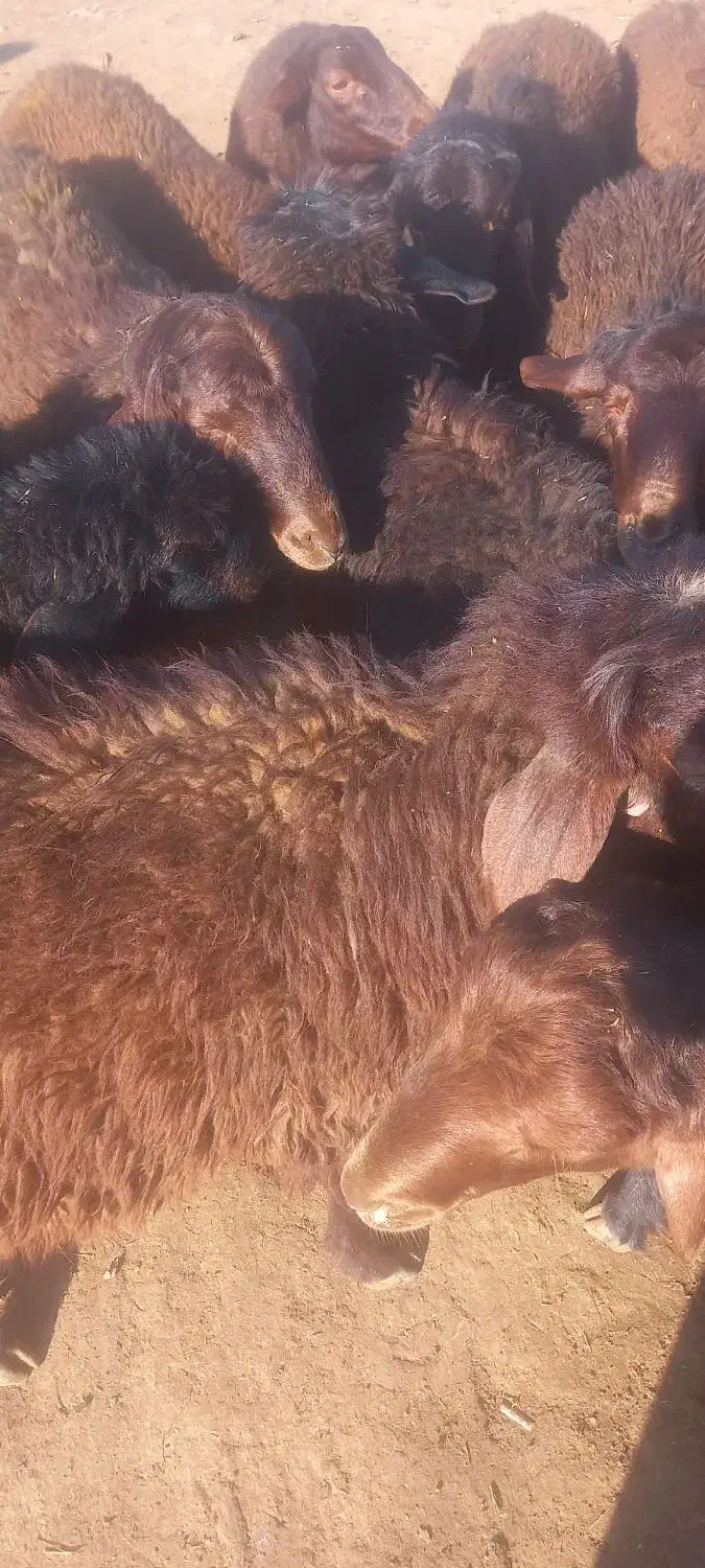 بره  نر  پایه پروار|حیوانات مزرعه|کوهدشت, |دیوار